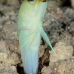 jawfish_yellowhead_sh_nwp_v_0034_tci2479.jpg